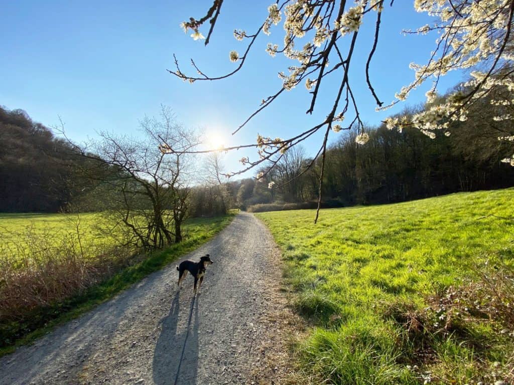 Naafbachtal Lohmar - Walk and Wonder