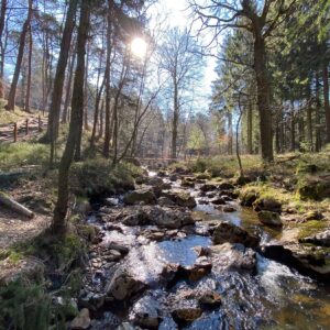 Eifel Wanderung Struffeltroute - Walk and Wonder