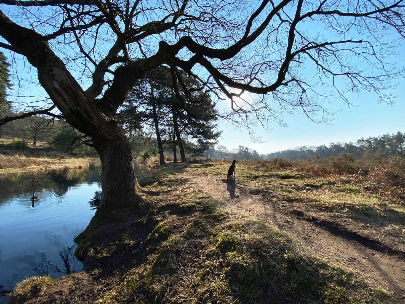 Fliegenberg Tour Wahner Heide - Walk & Wonder
