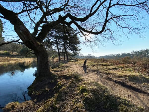 Fliegenberg Tour Wahner Heide - Walk & Wonder
