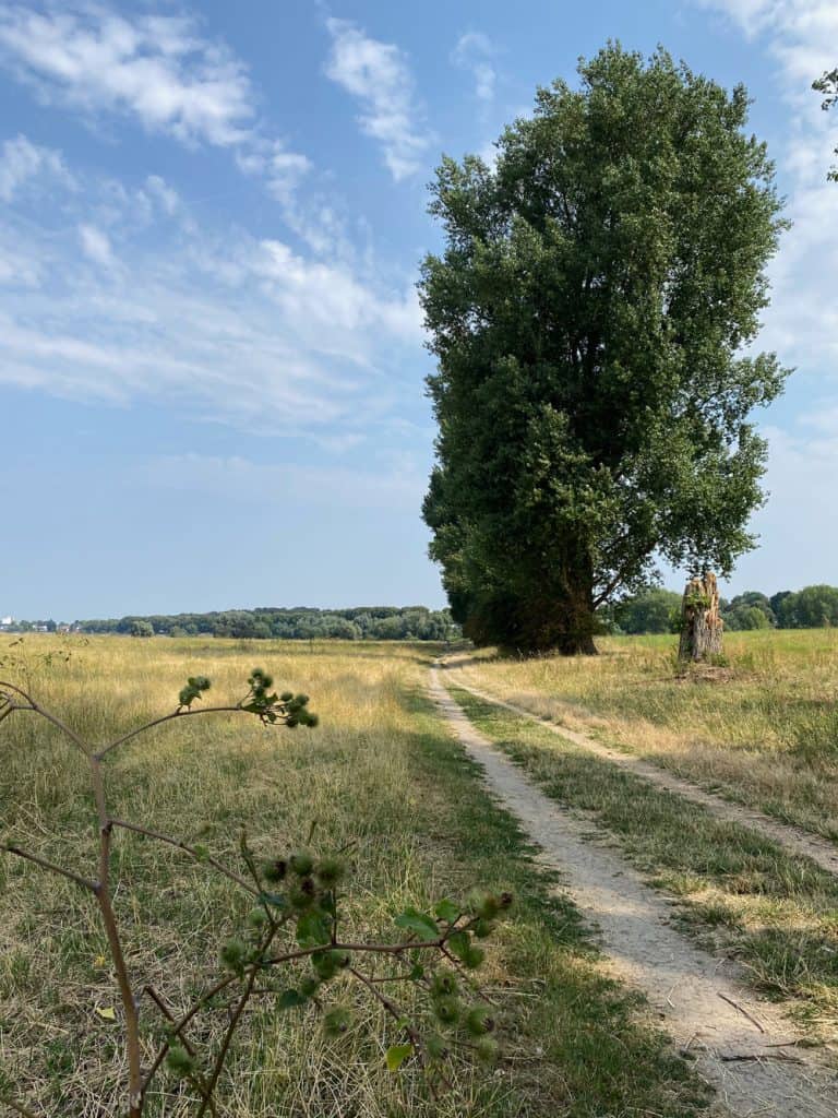Düsseldorf - Auenlandschaft der Urdenbacher Kämpe - Walk & Wonder