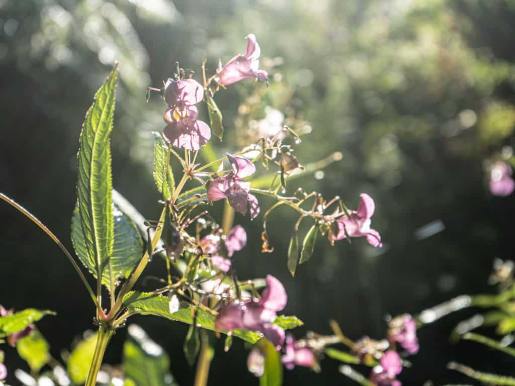 Indisches Springkraut im Bergischen Land - Walk and Wonder