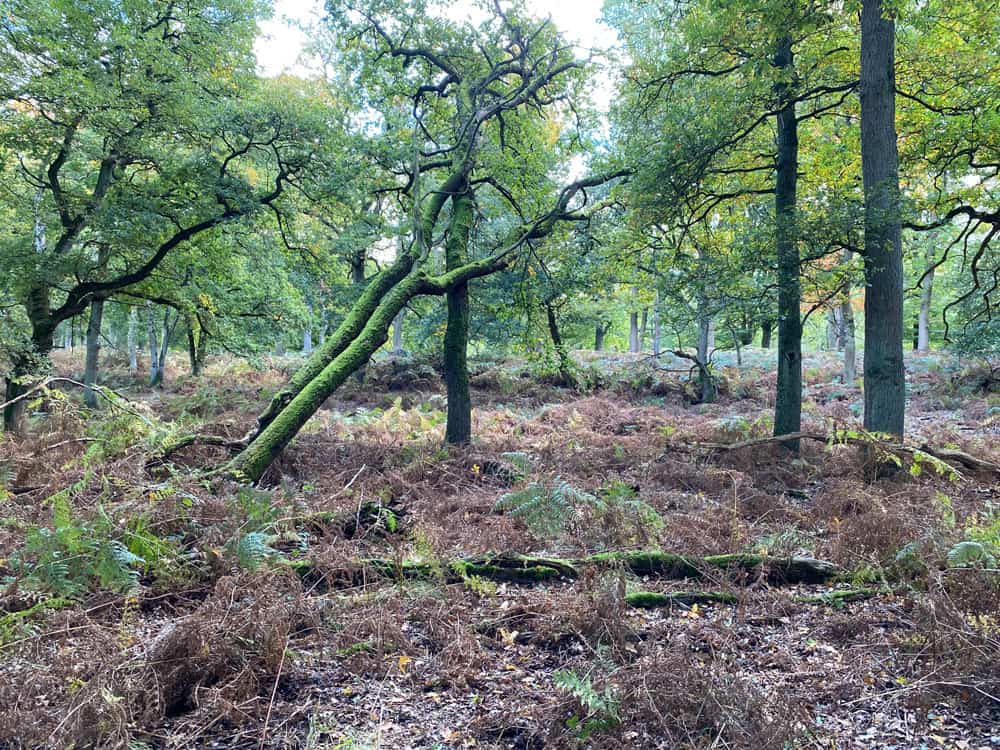 Hirschkäferroute Diersfordter Wald Wesel - Walk and Wonder