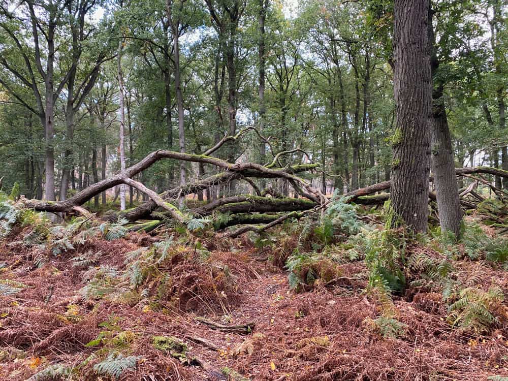 Hirschkäferroute Diersfordter Wald Wesel - Walk and Wonder