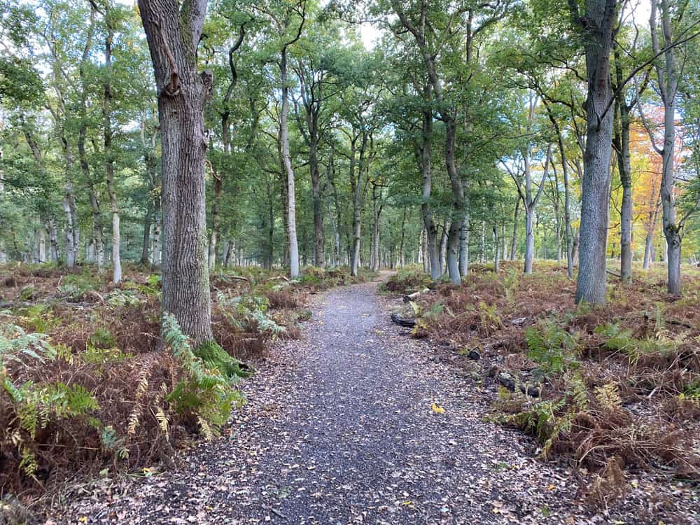 Hirschkäferroute Diersfordter Wald Wesel - Walk and Wonder