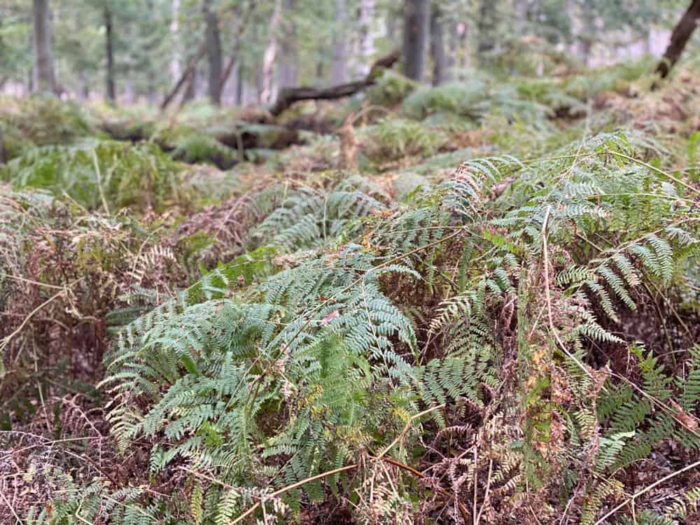 Diersfordter Wald Moorerlebnispfad - Walk and Wonder