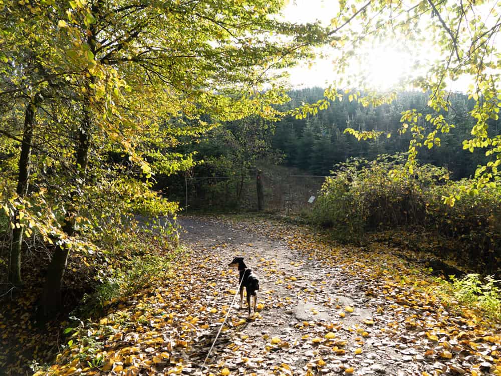 Gammersbacher Mühle - Walk and Wonder