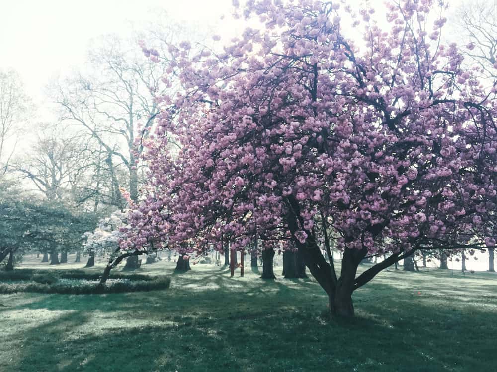 Schlosspark Stammheim - Blühende Bäume im Frühling - Walk and Wonder