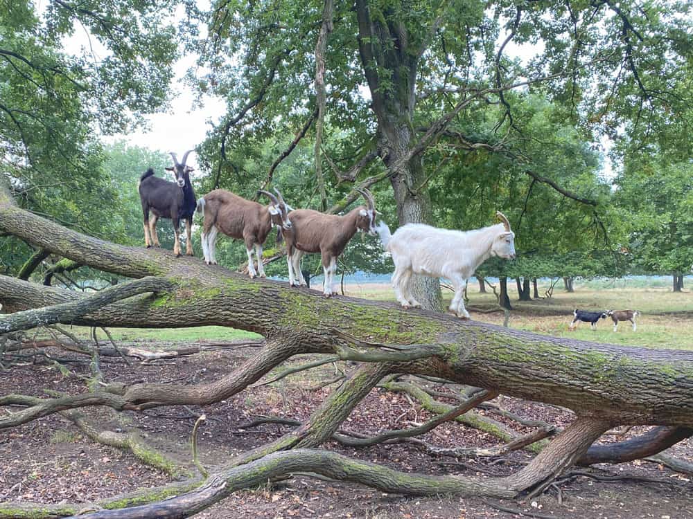 Ziegen in der Wahner Heide - Walk & Wonder