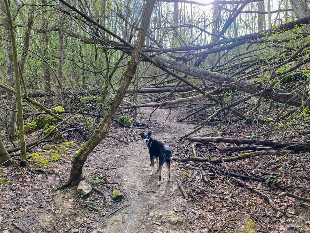 Grube Cox - Spaziergang - Walk and Wonder