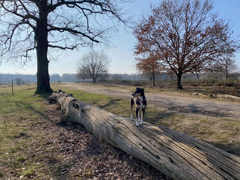 Wahner Heide Spaziergang im Geisterbusch - Walk and Wonder