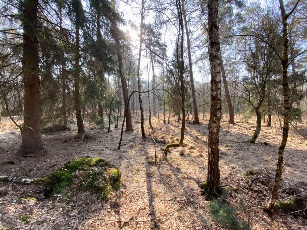 Heide im Wald - Wahner Heide - Walk & Wonder