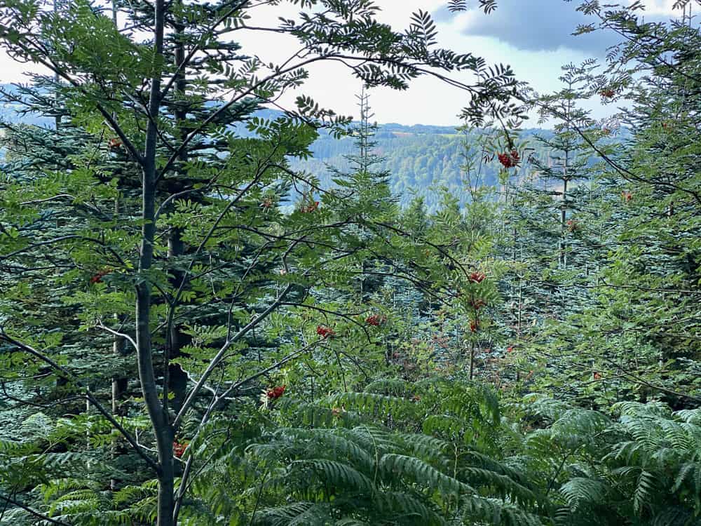Wanderung in Engelskirchen - Walk and Wonder