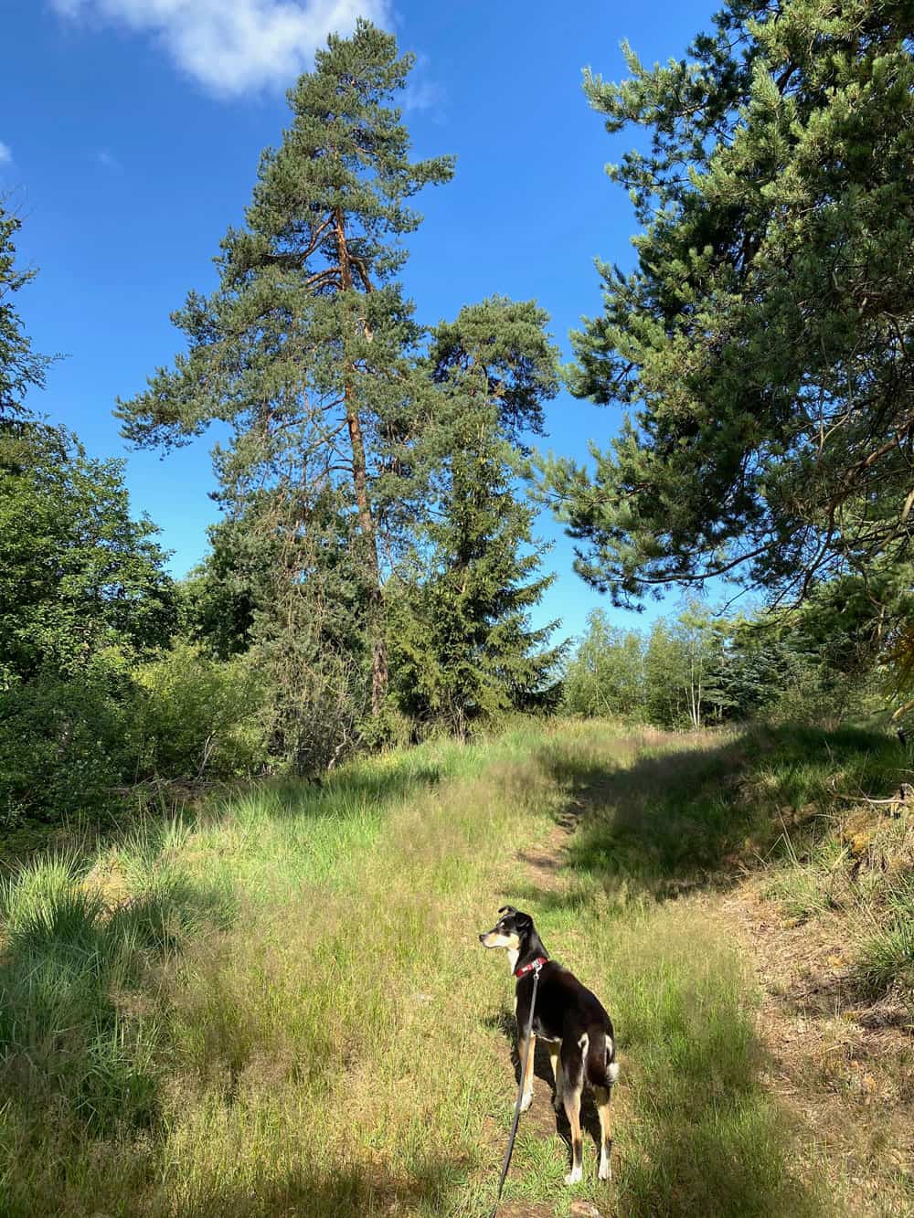 Wanderung in Engelskirchen - Walk and Wonder