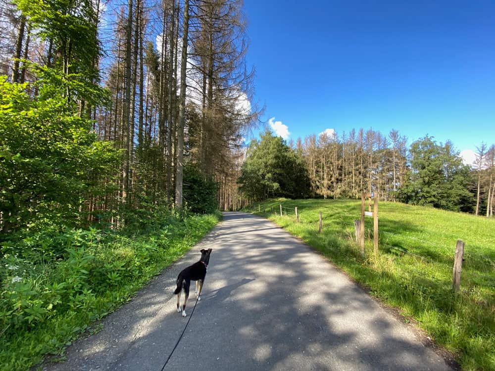 Wanderung in Engelskirchen - Walk and Wonder