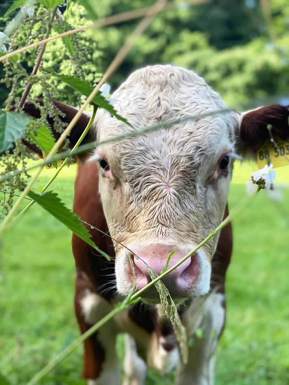 Tiere Igeler Hof Bergisch Gladbach - Walk and Wonder