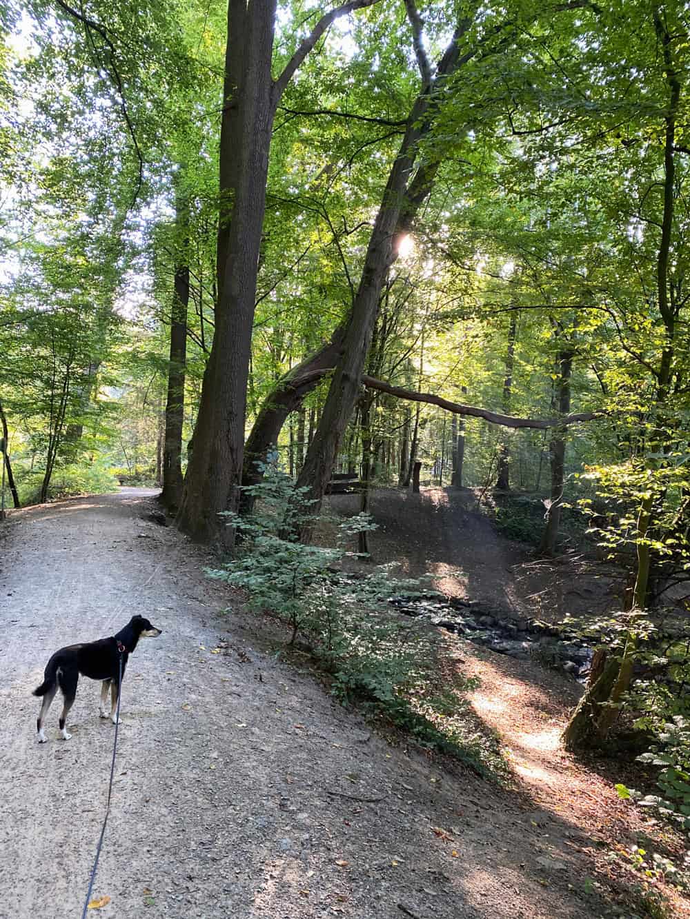 Alte Dombach Wanderweg - Walk and Wonder