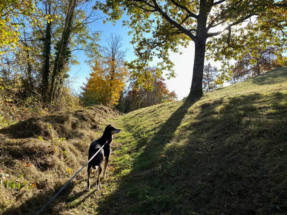 Niedereggenen im Südschwarzwald Wanderung - Walk and Wonder