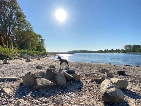 Westhovener Aue Spaziergang am Rhein - Walk and Wonder
