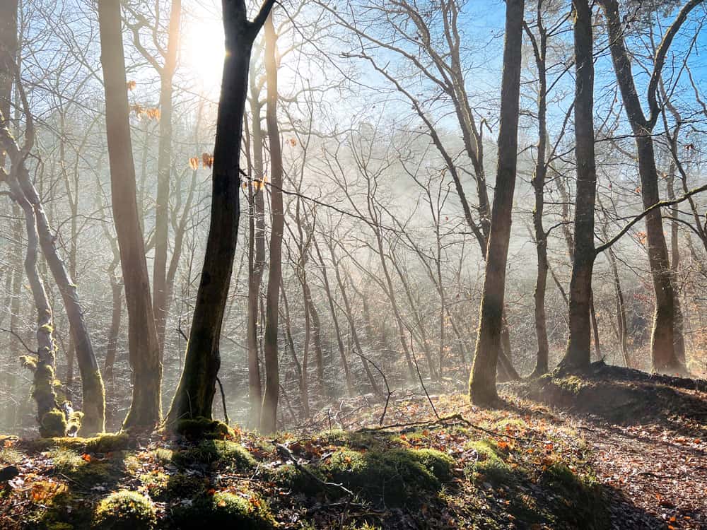 Traumschleife Baybachtal - Walk and Wonder