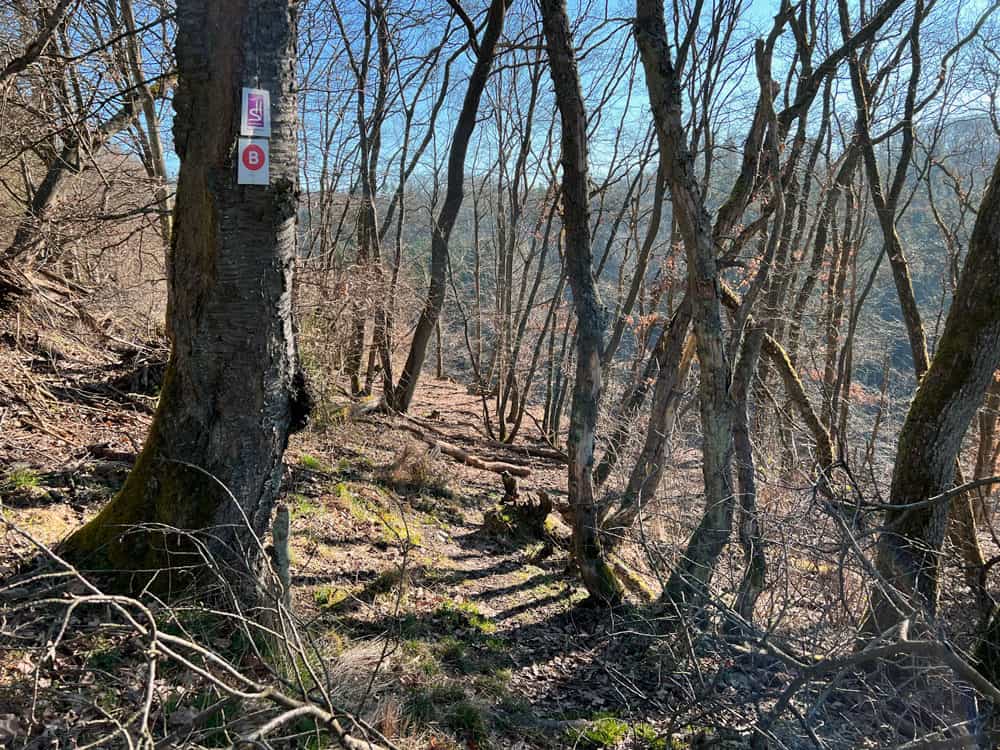 Oberes Baybachtal Wandertipp - Walk and Wonder