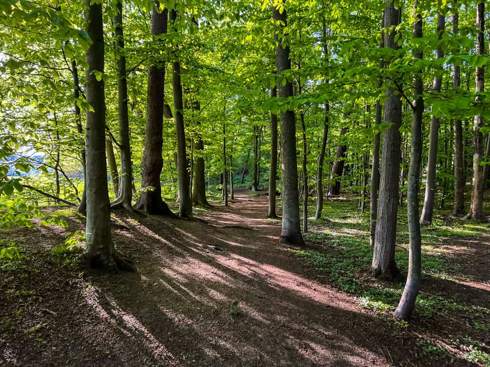 Dellbrücker Wiese am Ostfriedhof - Walk and Wonder