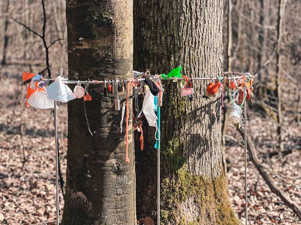 Wald der Seele Bad Kissingen - Walk and Wonder