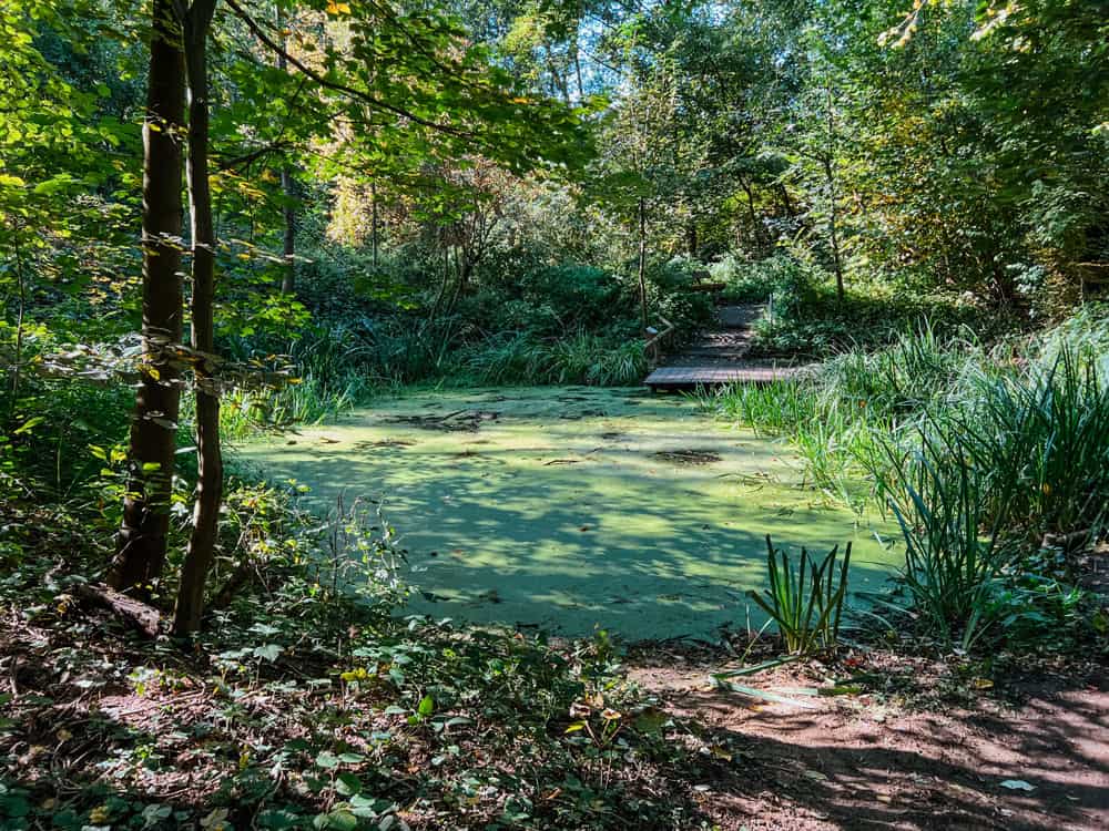 Teiche Naturgut Ophoven in Leverkusen - Wandertipp Walk & Wonder